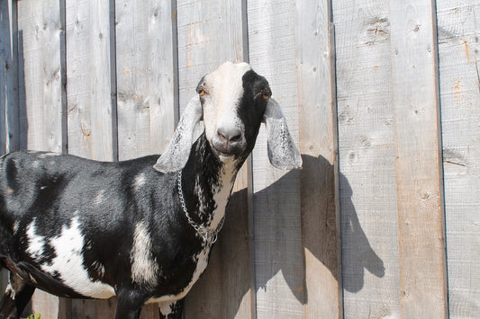 Benefits of goat milk for your skin